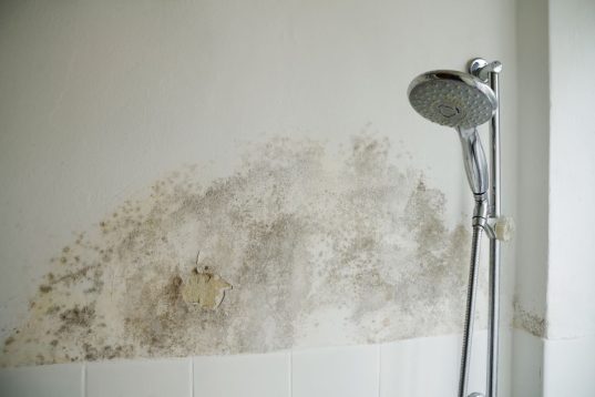 megasealed damp mouldy