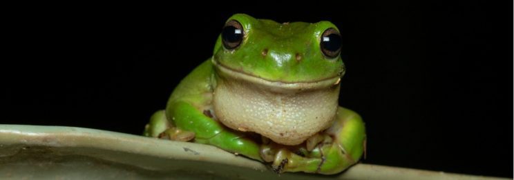 Frog megasealed